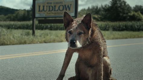 pet sematary: bloodlines gomovies|Pet Sematary: Bloodlines (Trailer) .